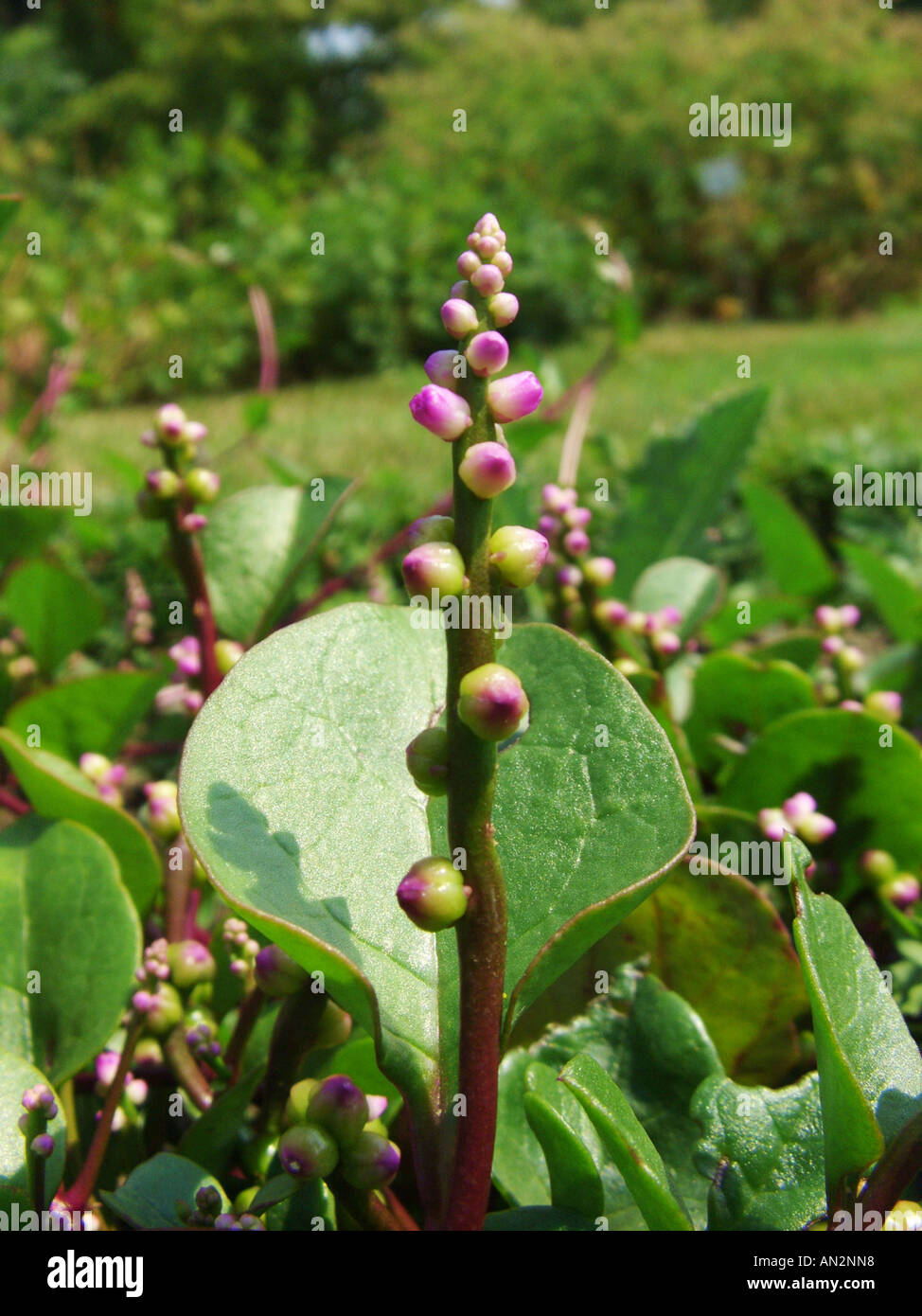 Spinacio indiano, Malabaresi Nightshade, vite di spinaci, scivolosa vegetale (Basella alba), infiorescenza Foto Stock
