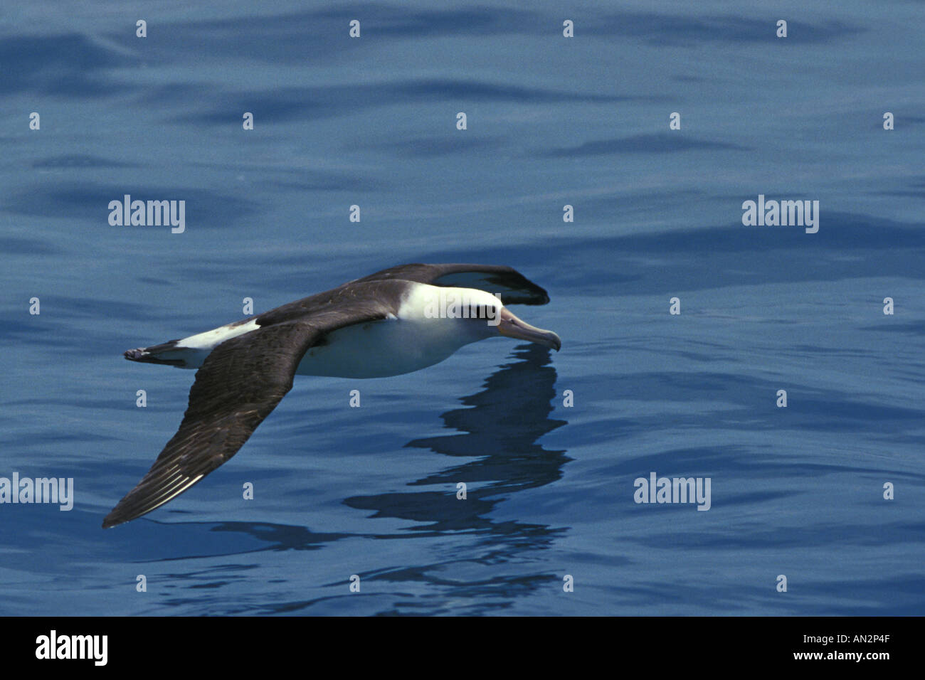 Laysan Albatross Diomedea immutabilis atollo di Midway scrematura di acqua Foto Stock