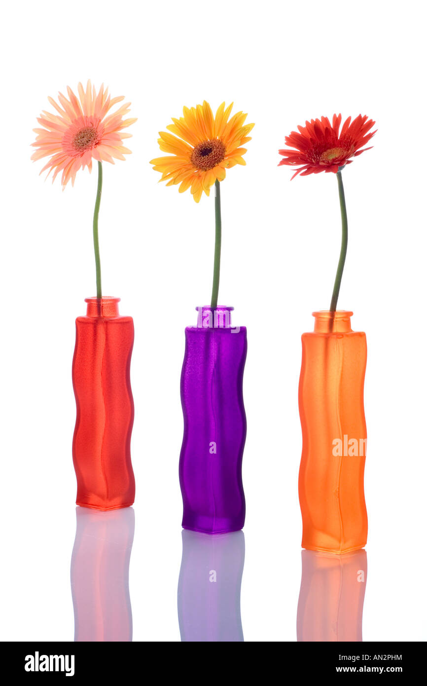 Tre fiori di gerbera in vasi colorati Foto Stock