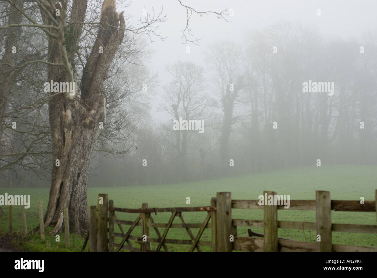 Nebbia di mattina su campo e boschi Foto Stock