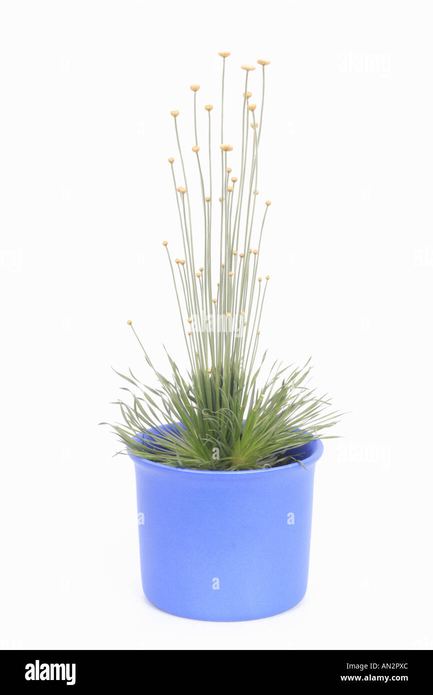Mikado, Mikado impianto (Syngonanthus crisante), piante in vaso blu Foto Stock