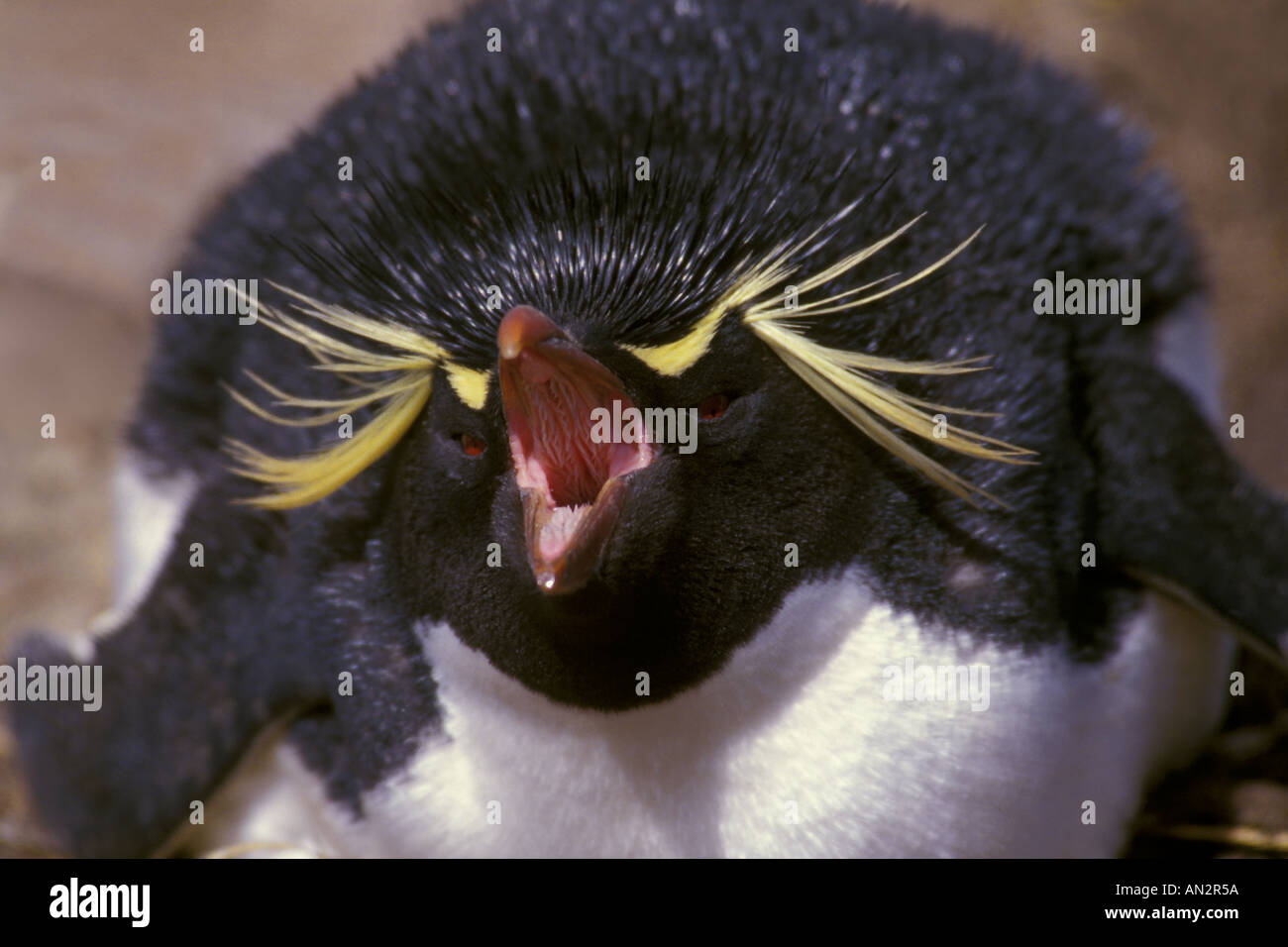 Rock Hopper Penguin Foto Stock