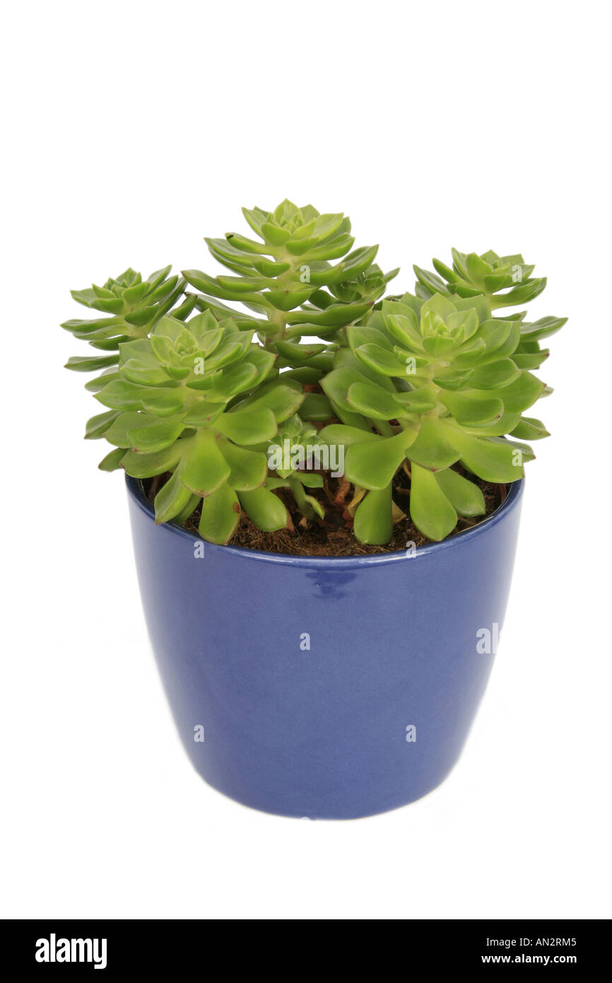 Echeveria affinis (Echeveria affinis), piante in vaso blu Foto Stock