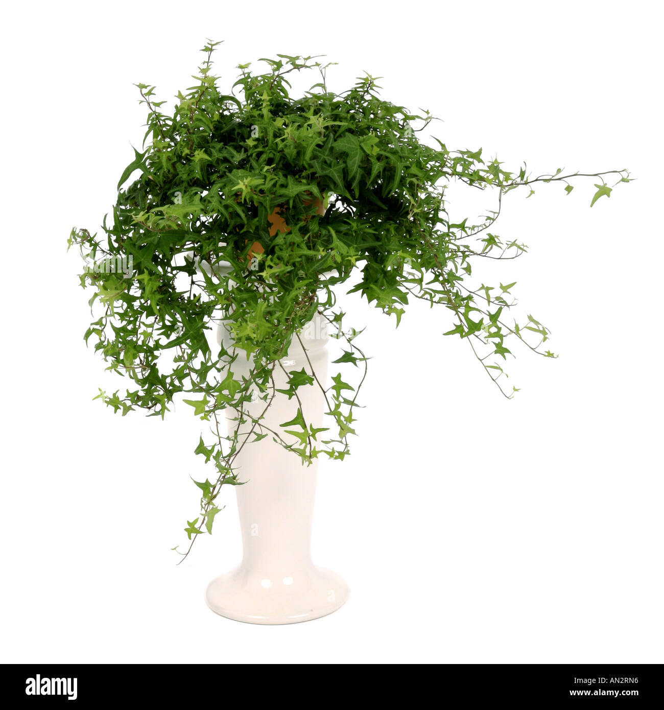 English ivy, comune edera (Hedera helix), pianta in vaso su impianto  colonna, con profondamente divisa leafes Foto stock - Alamy