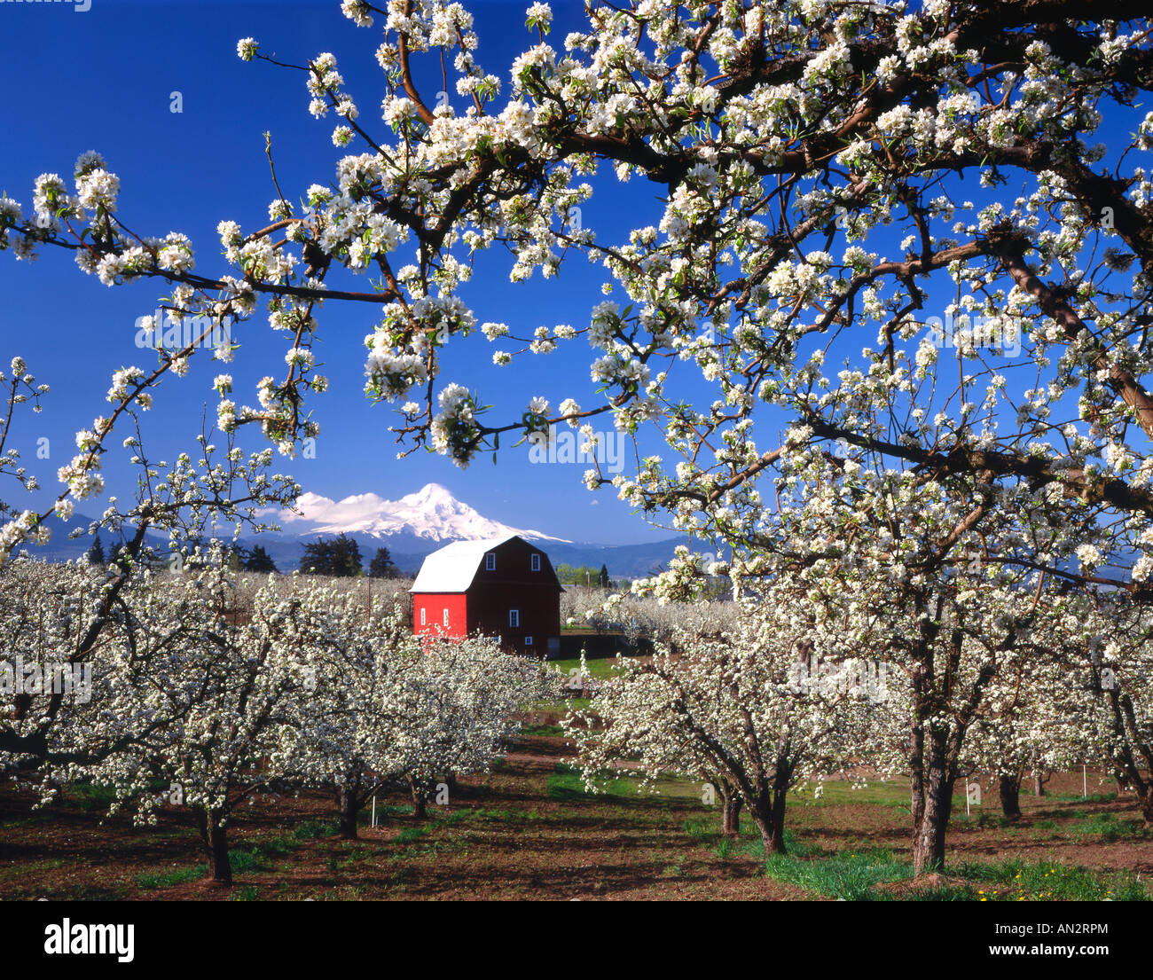 Stati Uniti d'America, Oregon, Hood River Valley, Pere frutteti in fiore rosso di framing fienile e Mt. Il cofano. Foto Stock