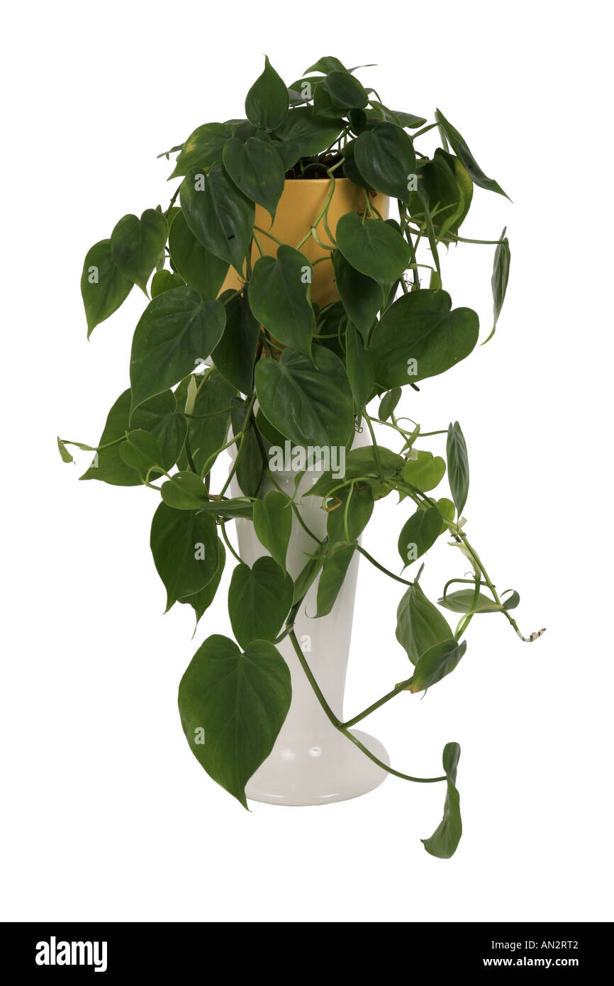 Hartleaf Philodendron (Philodendron scandens), pianta in vaso su colonna di vegetali Foto Stock