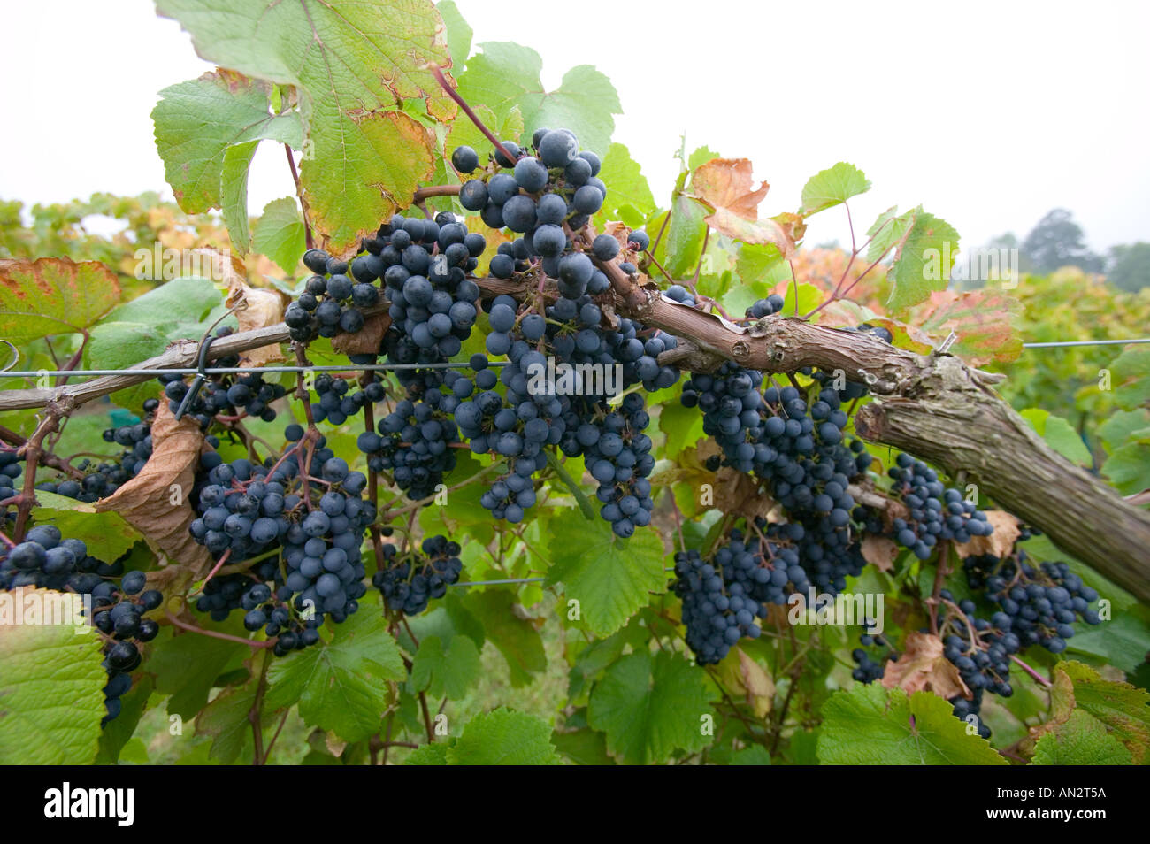 Il nero Rondo uva sulla vite in un vigneto inglese cb4w9724 Foto Stock
