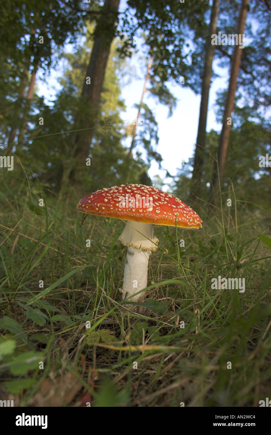 Fly agaric funghi fungo amanita muscaria nella foresta in Finlandia Foto Stock