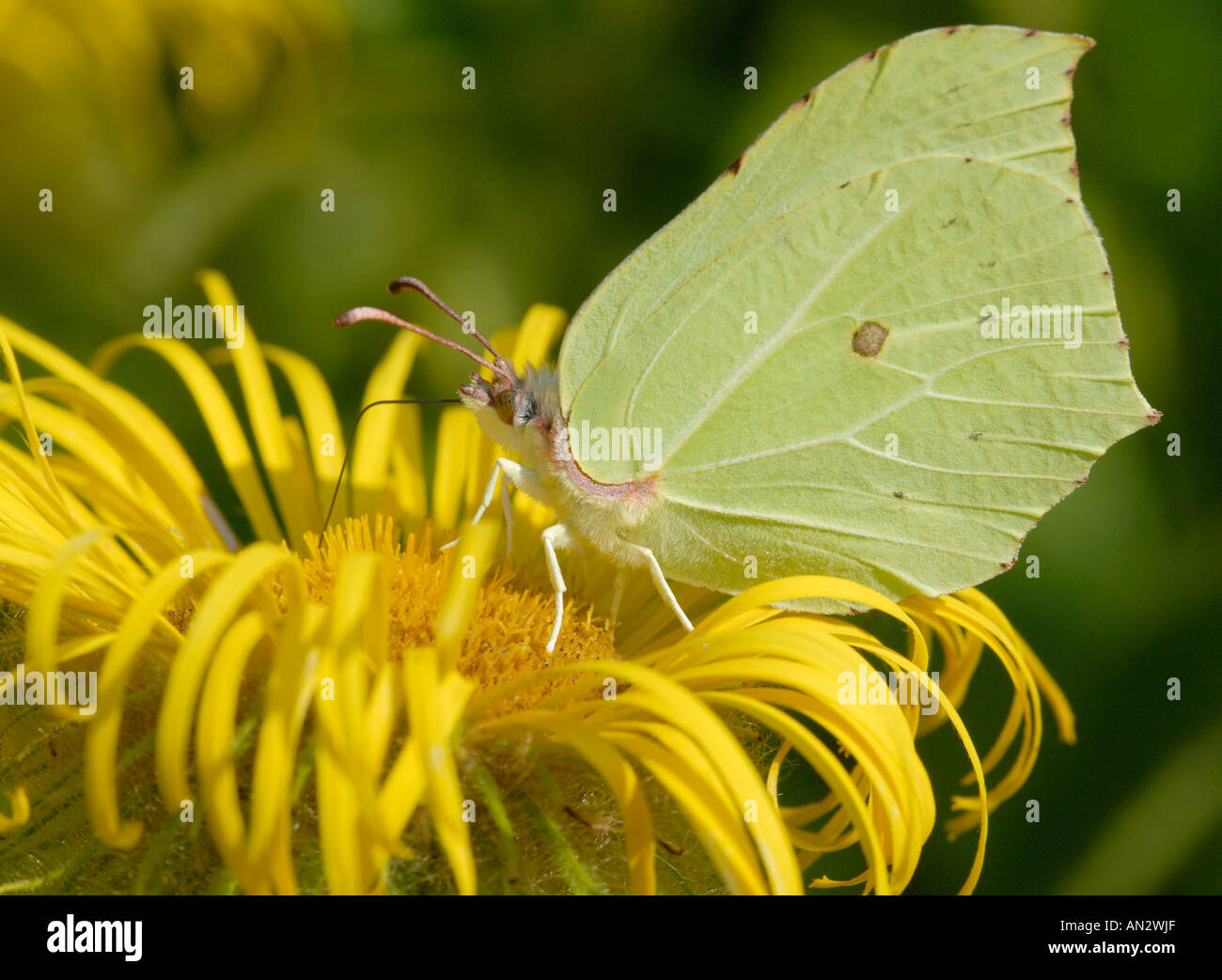 Un maschio di Brimstone Butterfly Gonepteryx rhamni feed su un giallo Inula hookeri fiore Foto Stock