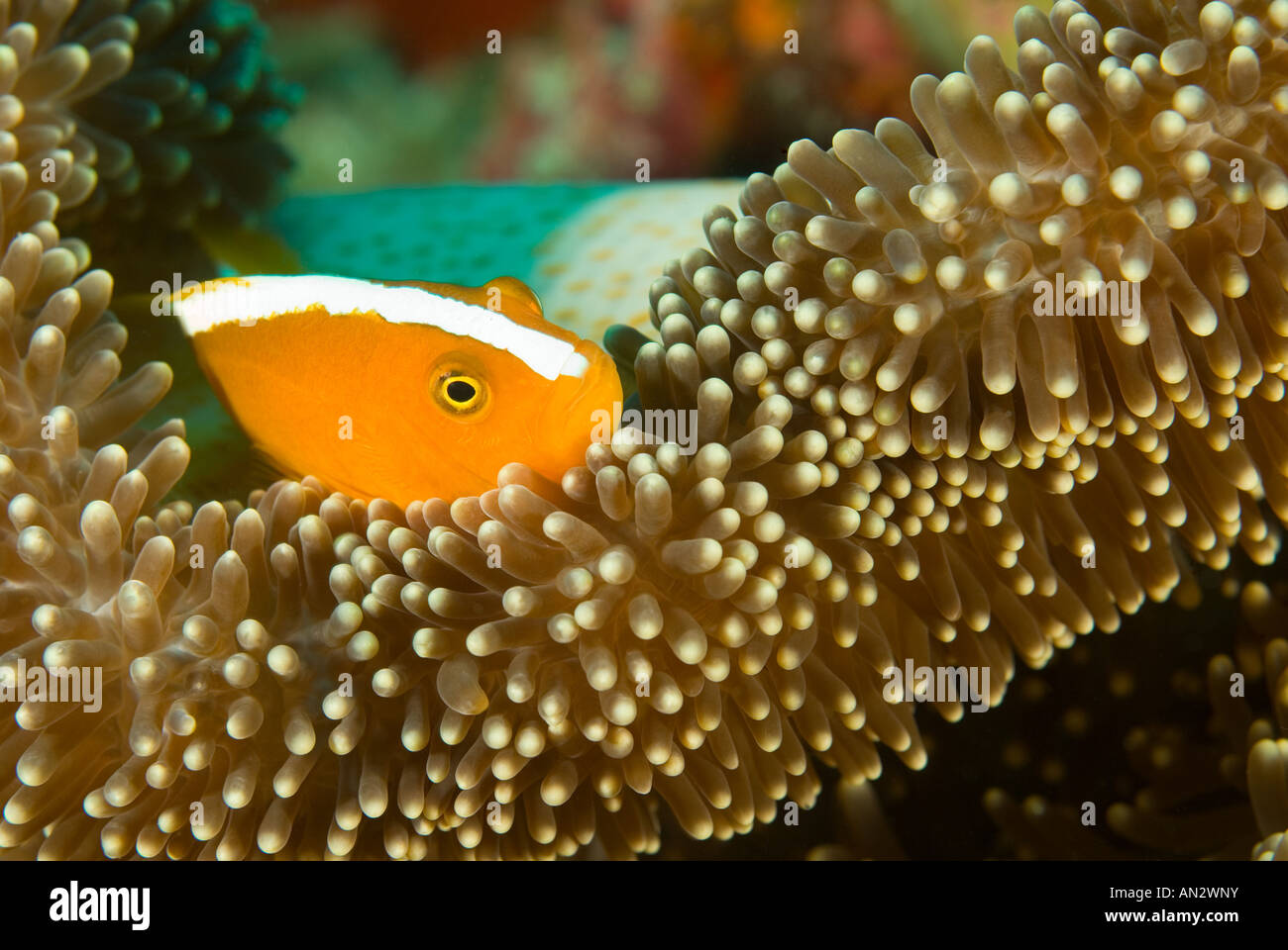 Orange anemonefishes Amphiprion sandaracinos in un Merten s anemone marittimo Parco Nazionale di Komodo Indonesia Foto Stock