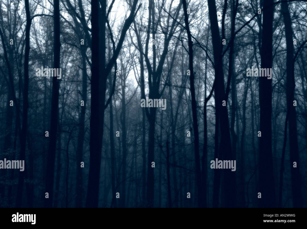 Foresta nebbiosa Foto Stock