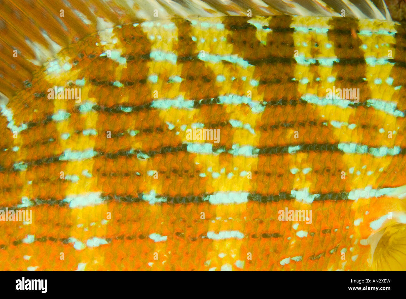 Dettagli di pelle di chinamanfish Symphorus nematophorus Parco Nazionale di Komodo Indonesia Foto Stock