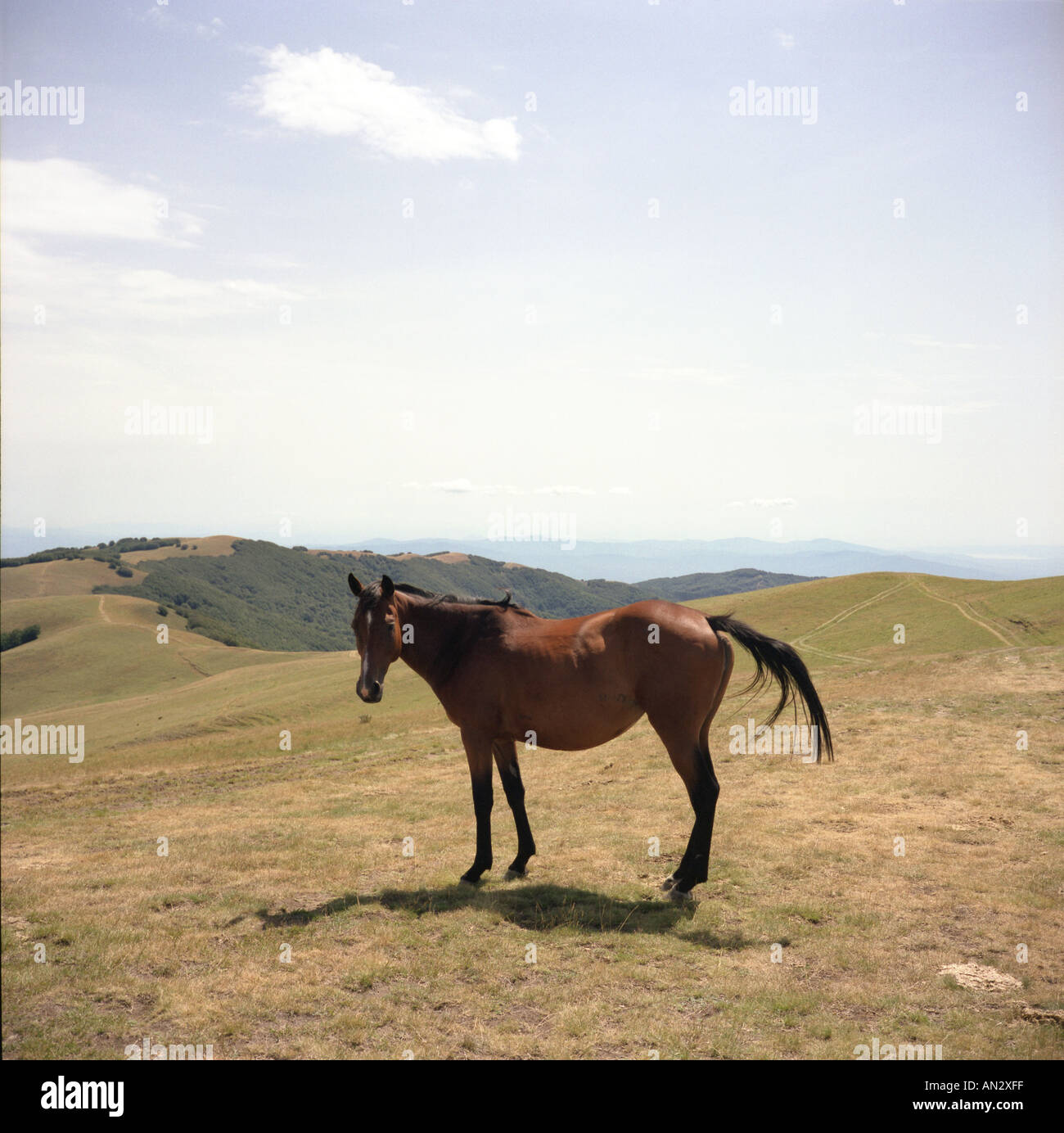 Un cavallo selvaggio in piedi da solo su una collina Foto Stock