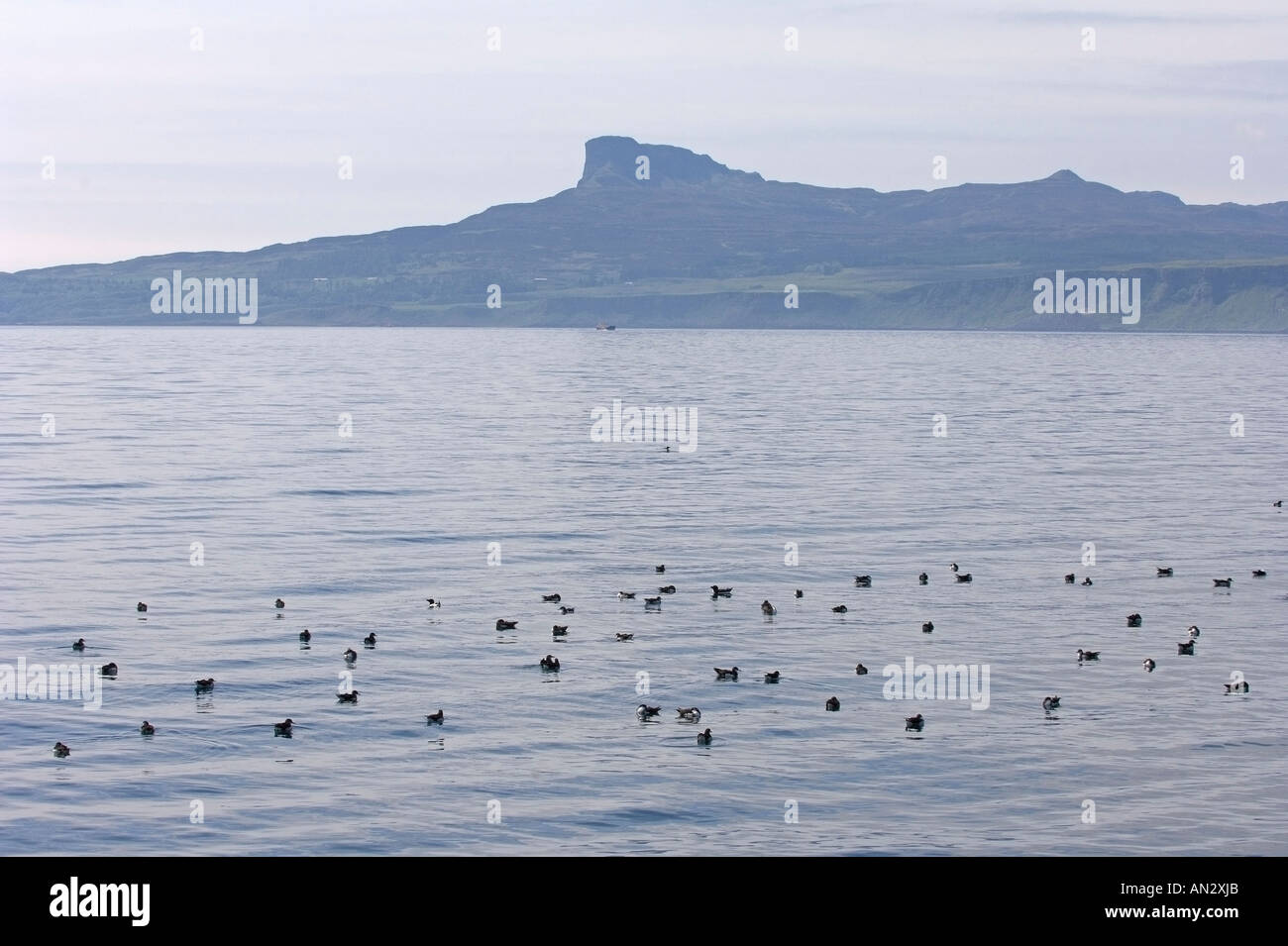 Zattera di manx berte Puffinus puffinus sul mare vicino all'Isola di Eigg Scozia Giugno Foto Stock