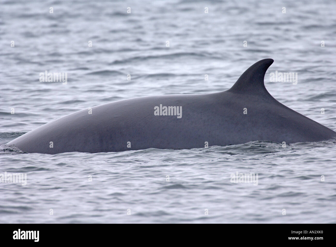 Minke whale Balaenoptera acutorostrata adulto affiorante vicino all isola di Eigg Scozia Giugno Foto Stock