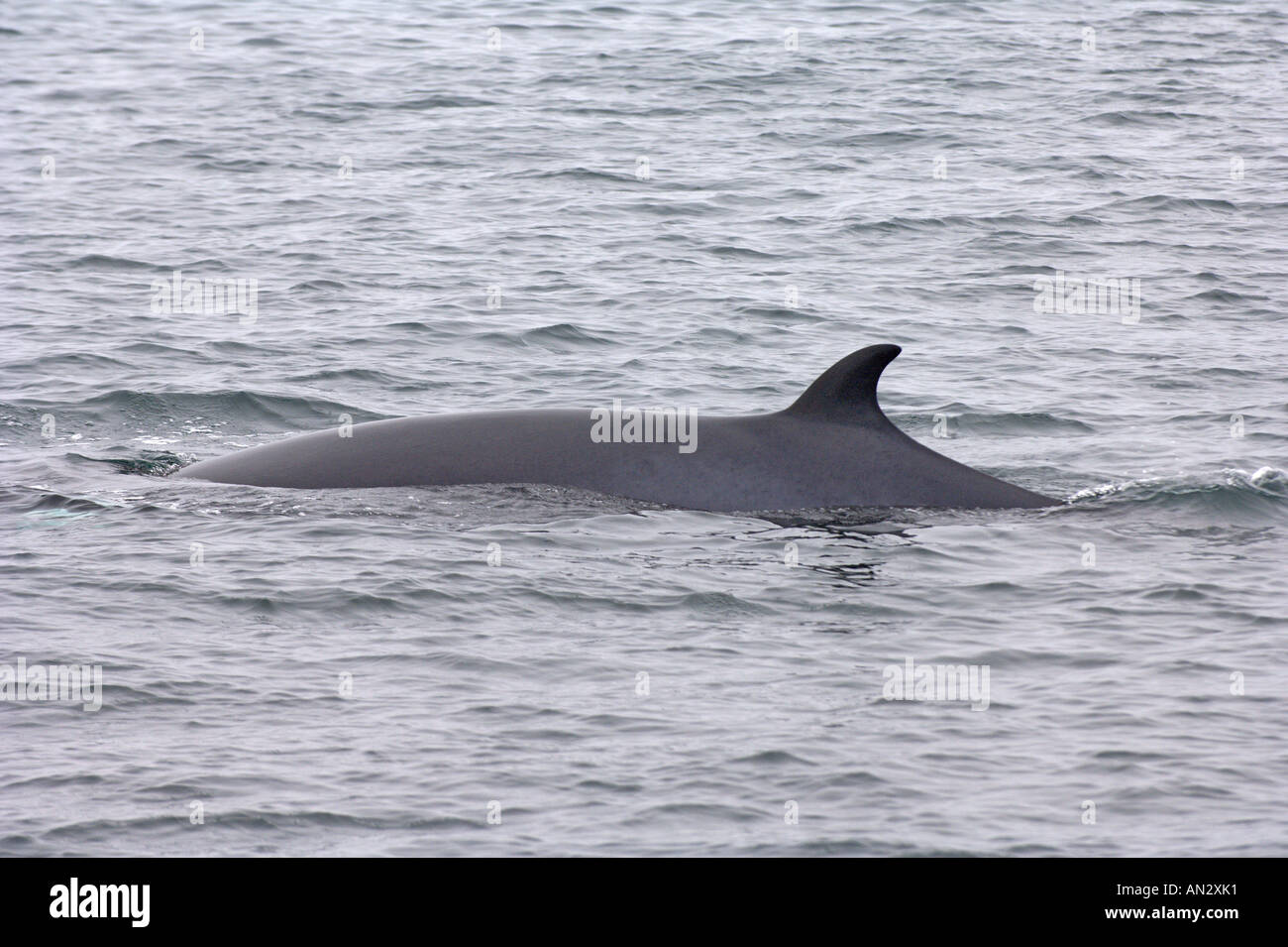 Minke whale Balaenoptera acutorostrata adulto affiorante vicino all isola di Eigg Scozia Giugno Foto Stock