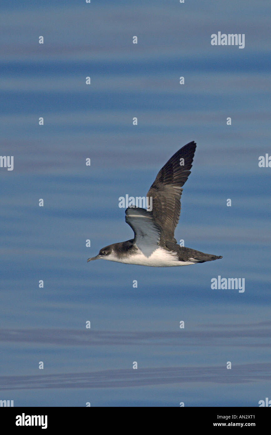 Manx shearwater Puffinus puffinus in volo sopra il mare calmo vicino all isola di Staffa Treshnish Isles Scozia Giugno Foto Stock