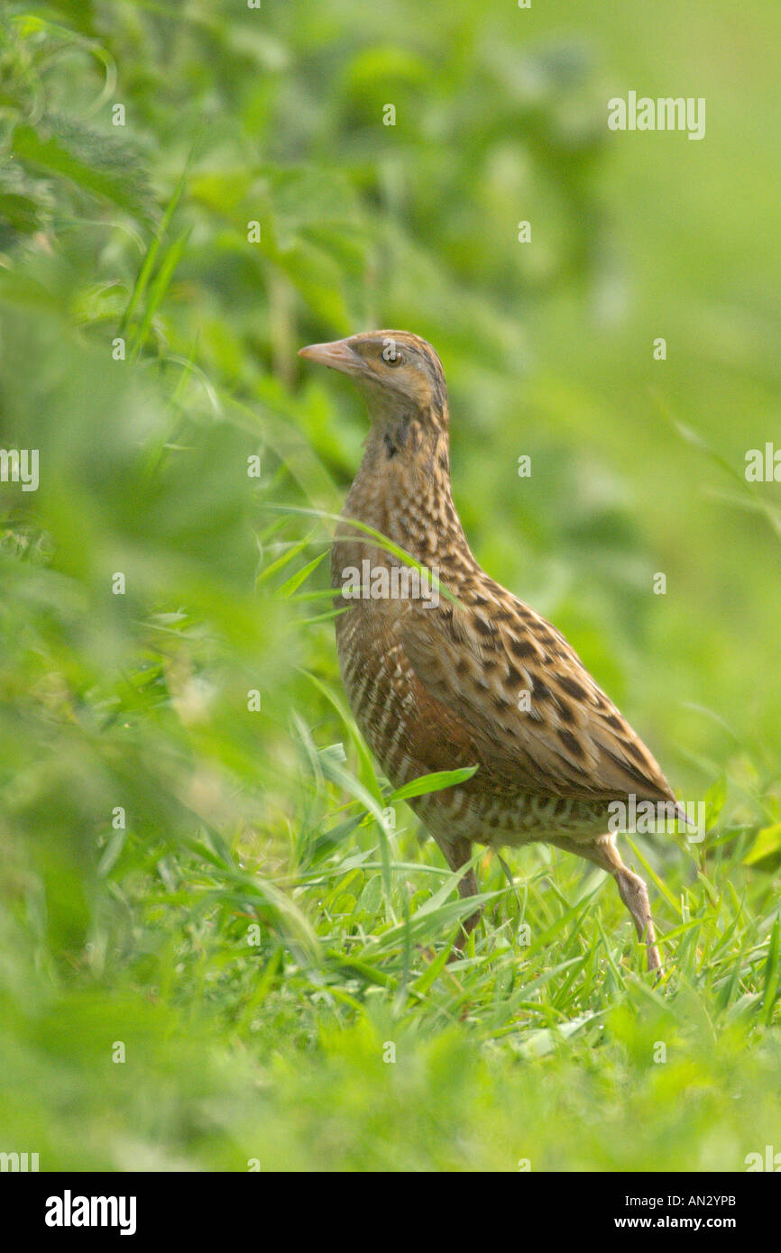 Re di Quaglie Crex crex in esecuzione nel coperchio isola di Oronsay Scozia Giugno Foto Stock