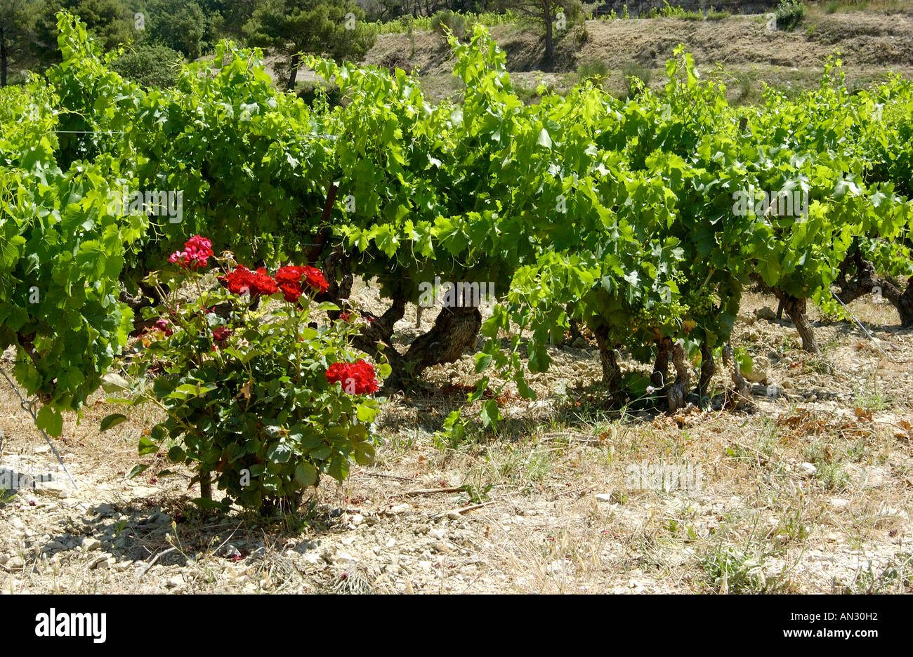 Cotes du Rhone. Il vino francese. Provenza. Francia Foto Stock