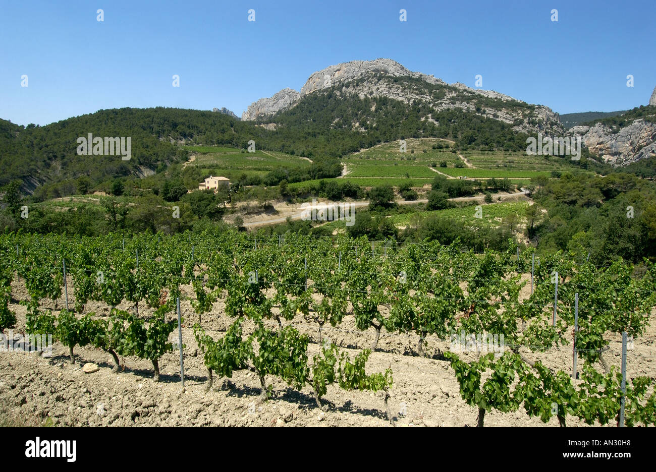 Cotes du Rhone, Provence, Francia Foto Stock