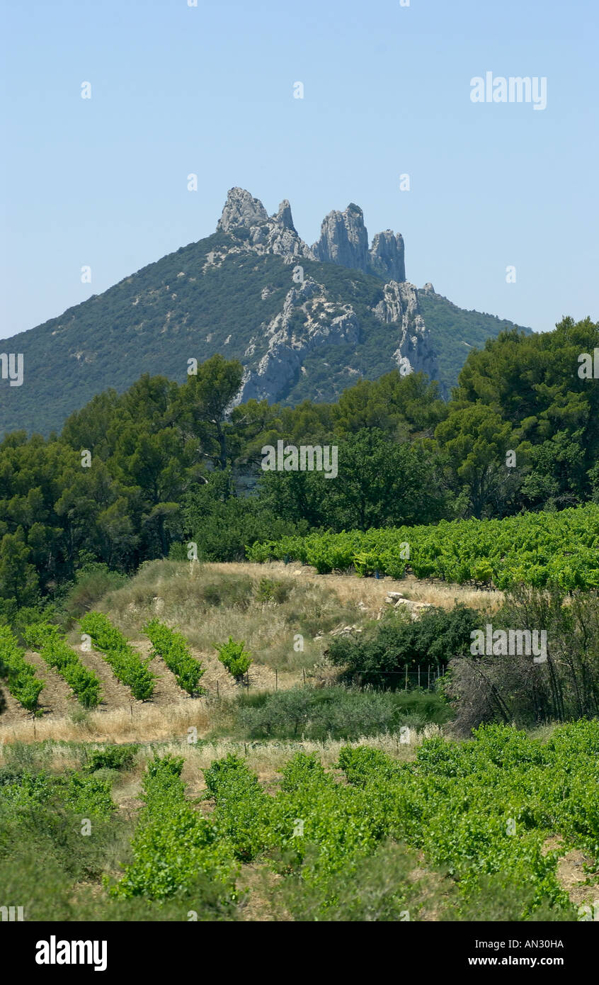 Dentelle de Montmirail vaucluse . Cotes du Rhone. Il vino francese Foto Stock