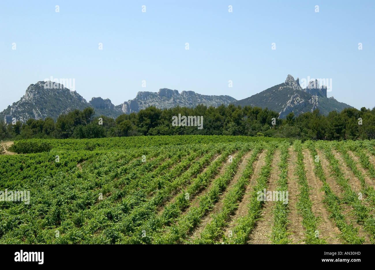 Dentelle de Montmirail vaucluse . Cotes du Rhone. Il vino francese Foto Stock