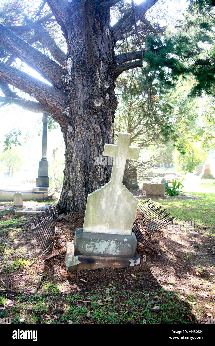 Un enorme albero di pino esplode di una tomba nel cimitero Foto Stock