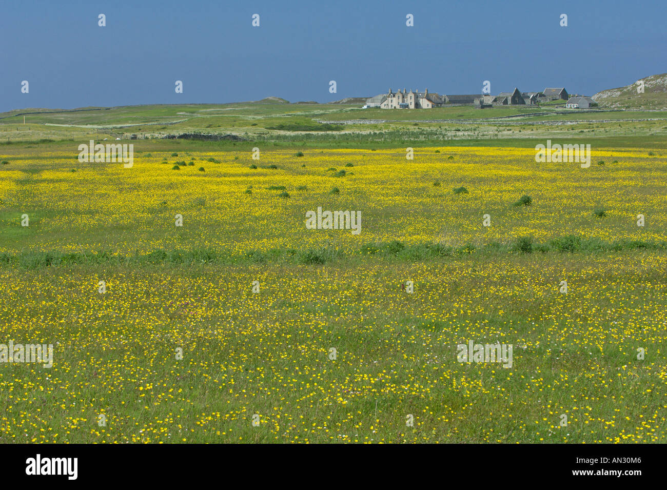 Machair in fiore su isola di Oronsay RSPB riserva, Scozia. Giugno Foto Stock