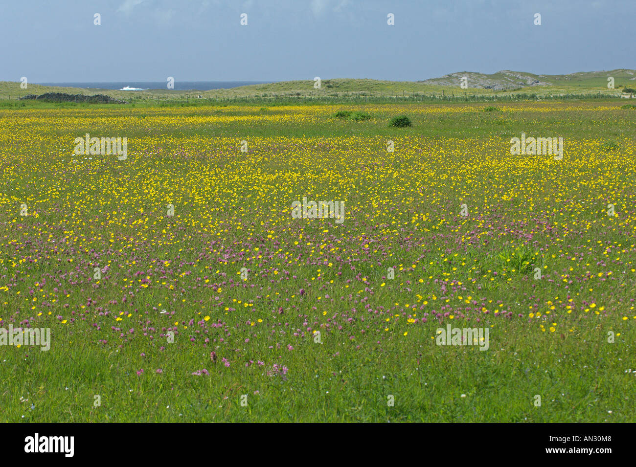 Machair in fiore su isola di Oronsay, Scozia. Giugno. Foto Stock