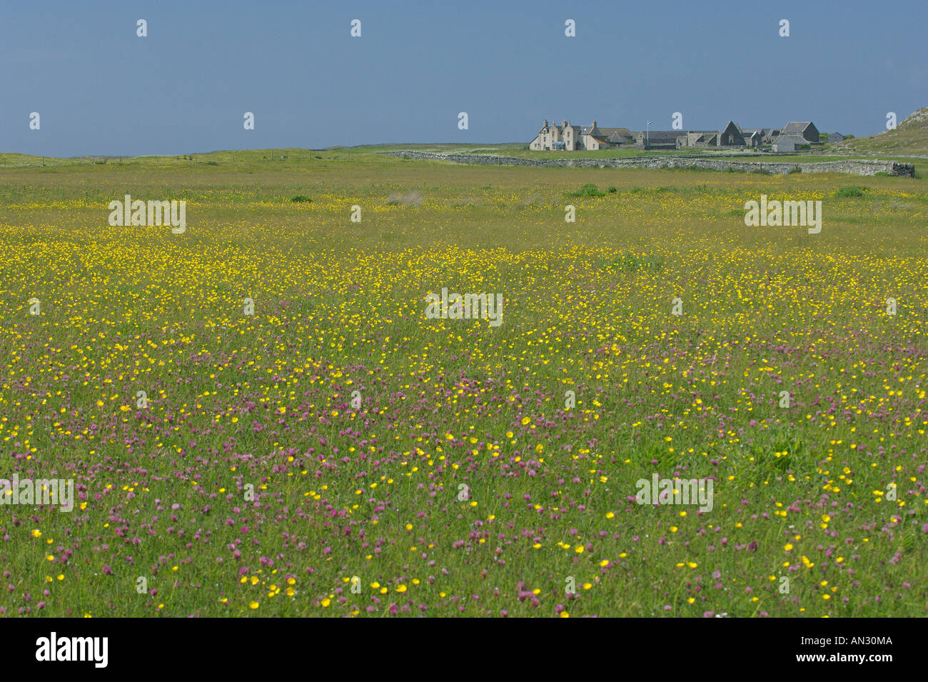 Machair in fiore su isola di Oronsay, Scozia. Giugno. Foto Stock