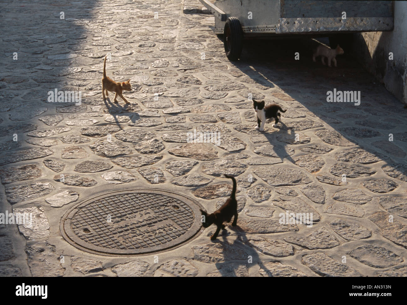 Gatti sulla Hydra Island, Grecia Foto Stock