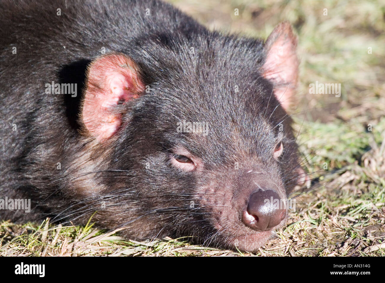 Vista dettagliata del diavolo della Tasmania Foto Stock