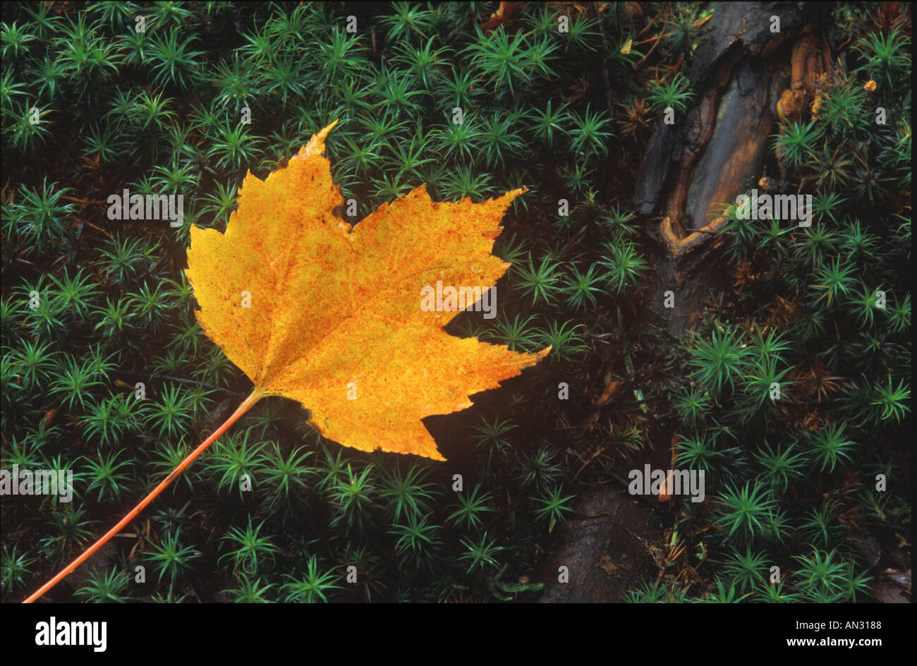 Autunno Maple Leaf Foto Stock