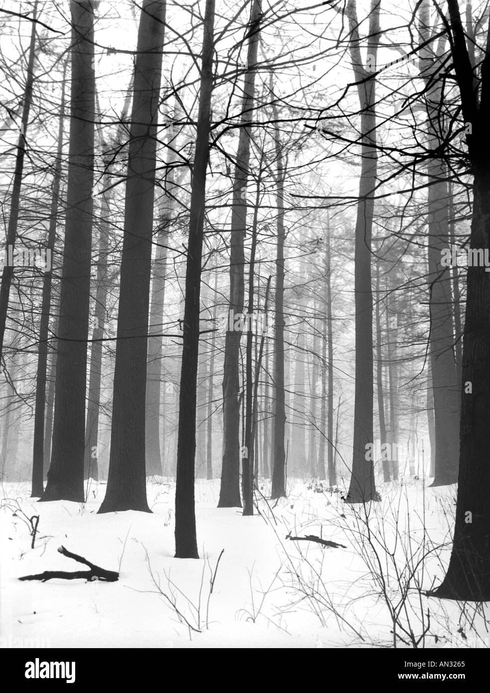 Gli alberi forestali nella nebbia con la neve Foto Stock