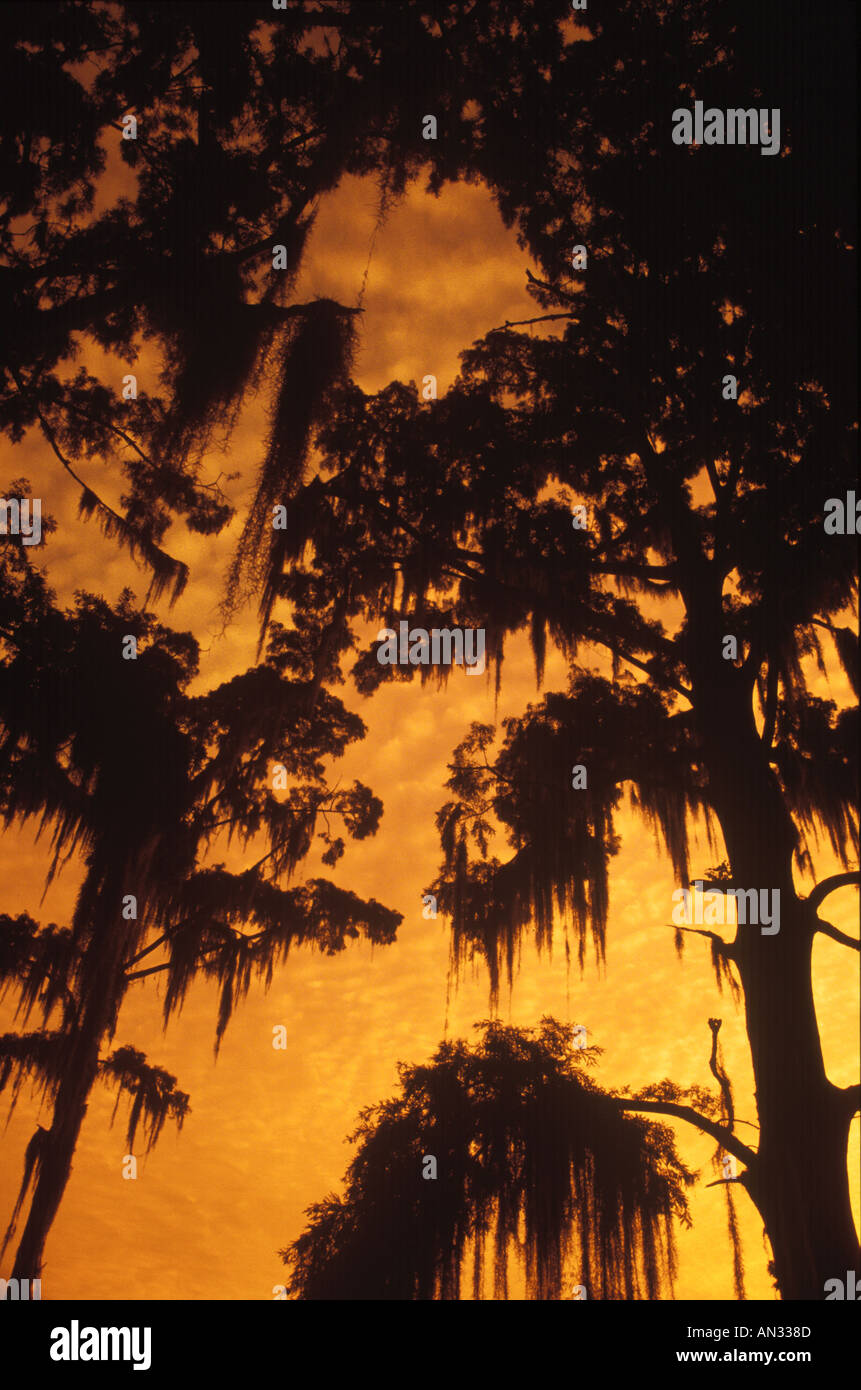 Muschio spagnolo su alberi al tramonto, Mississippi, STATI UNITI D'AMERICA Foto Stock