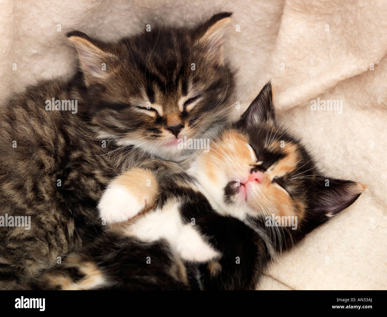 Due posti letto i gattini di 3 settimane di età Foto Stock