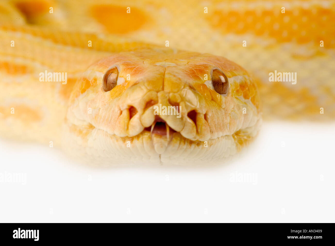 Burmese Python Python molurus bivittatus Sud Est Asiatico ASPYTB001D Foto Stock
