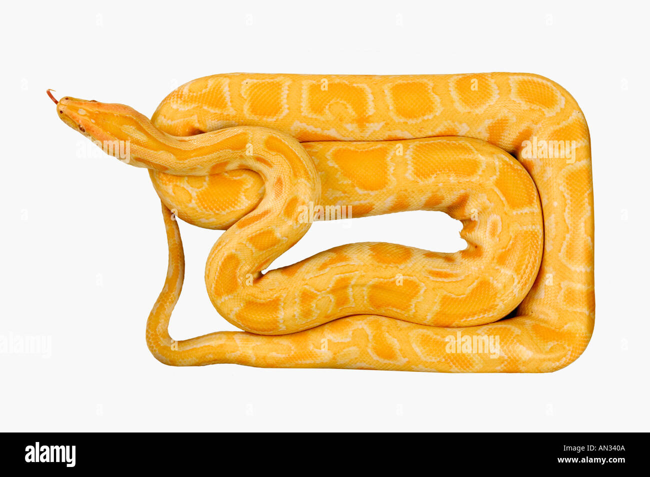 Burmese Python Python molurus bivittatus in forma di scatola del sud-est asiatico Foto Stock