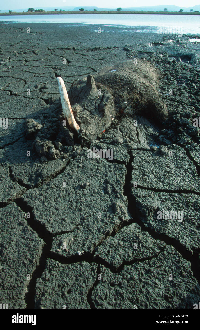 Warthog bloccato nel fango e morti nel tentativo di ottenere acqua siccità in Africa Foto Stock
