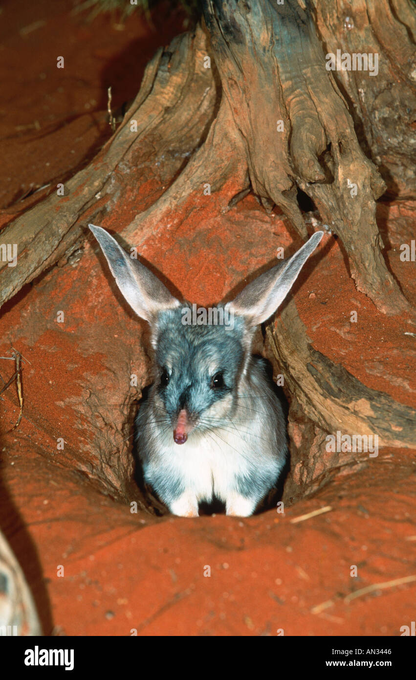 Bilby Macrotis lagotis dimensioni di coniglio marsupiale in via di estinzione in Australia Foto Stock