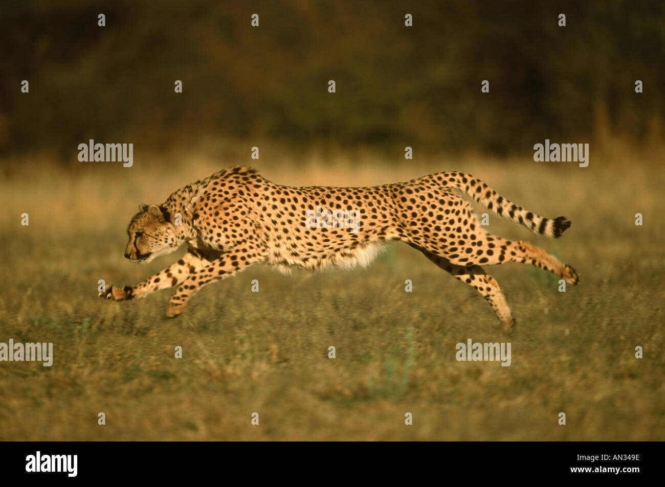 Ghepardo Acinonyx jubatus può eseguire fino a velocità fino a 120 km hr su brevi distanze Africa Medio Oriente Foto Stock