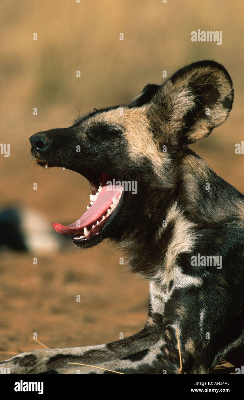 African Wild Dog Lycaon pictus ritratto in via di estinzione Africa Subsahariana Foto Stock