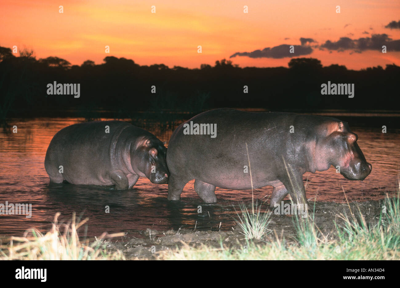 Ippopotamo Hippopotamus amphibius emerge dall'acqua durante la notte per alimentare l'Africa Subsahariana Foto Stock