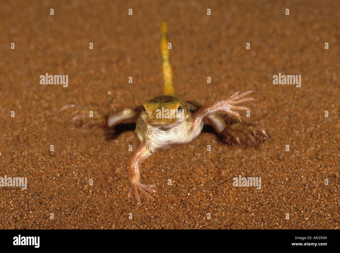 Pala snouted lizard Aporosaura anchietae danza termico per evitare il surriscaldamento sulla calda sabbia del deserto del Namib Namibia Africa Foto Stock