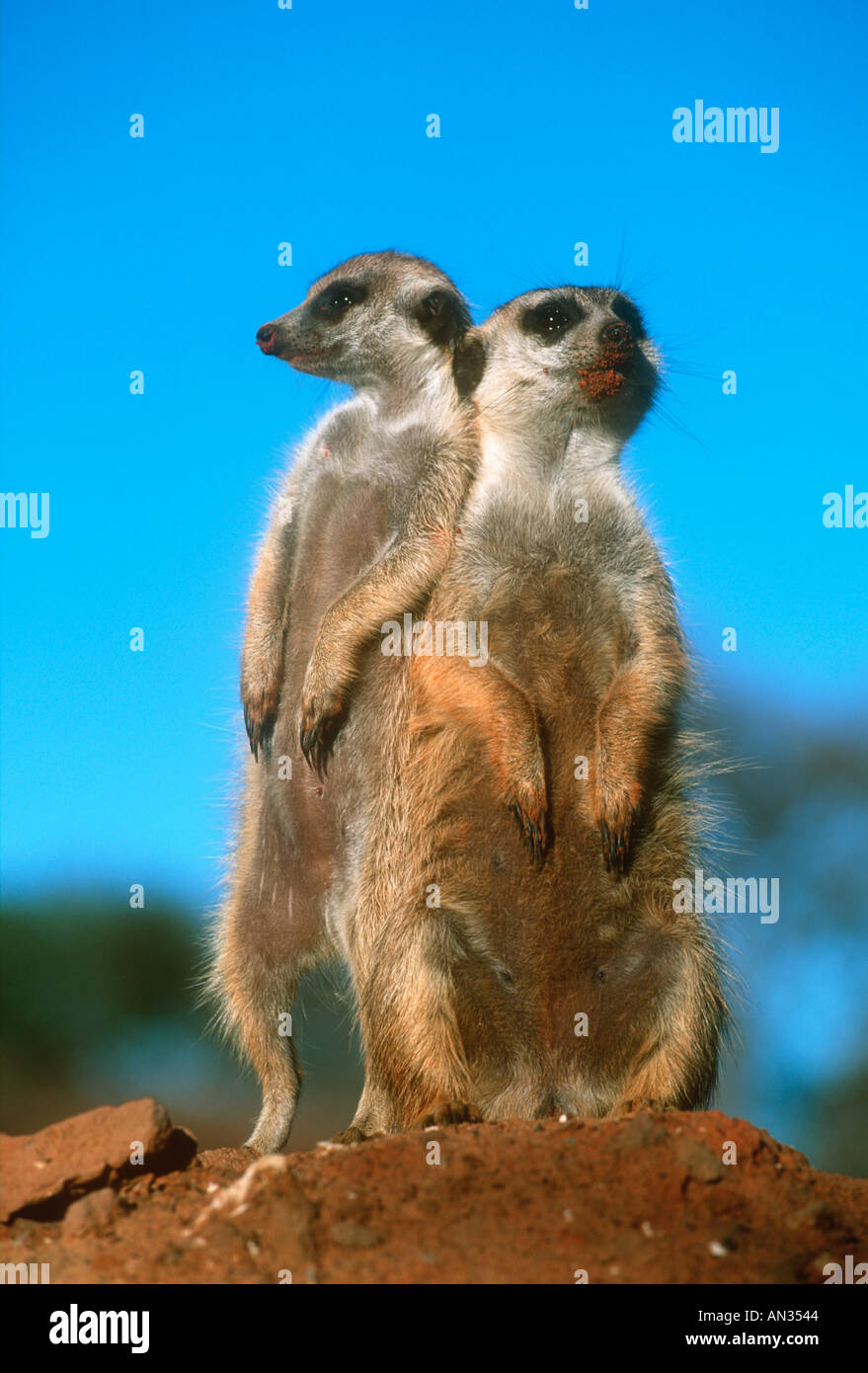 Suricate Meerkat Suricata suricatta sentinelle verticale per ottenere il punto di vista più ampio di zona deserto Kalahari Africa meridionale Foto Stock