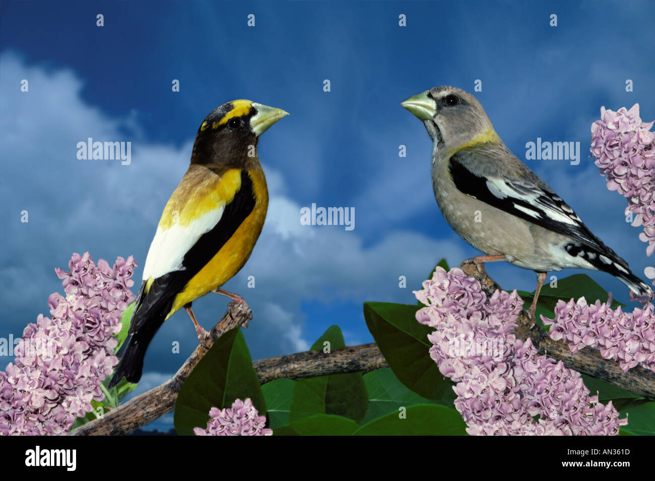 Maschio e femmina Grosbeaks serale (Coccothraustes vespertinus) su blooming lilac bush, Missouri USA Foto Stock
