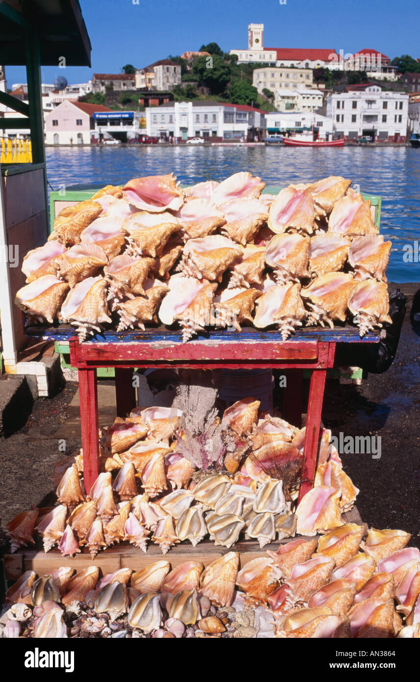 Conch gusci St Georges Grenada Caraibi Foto Stock