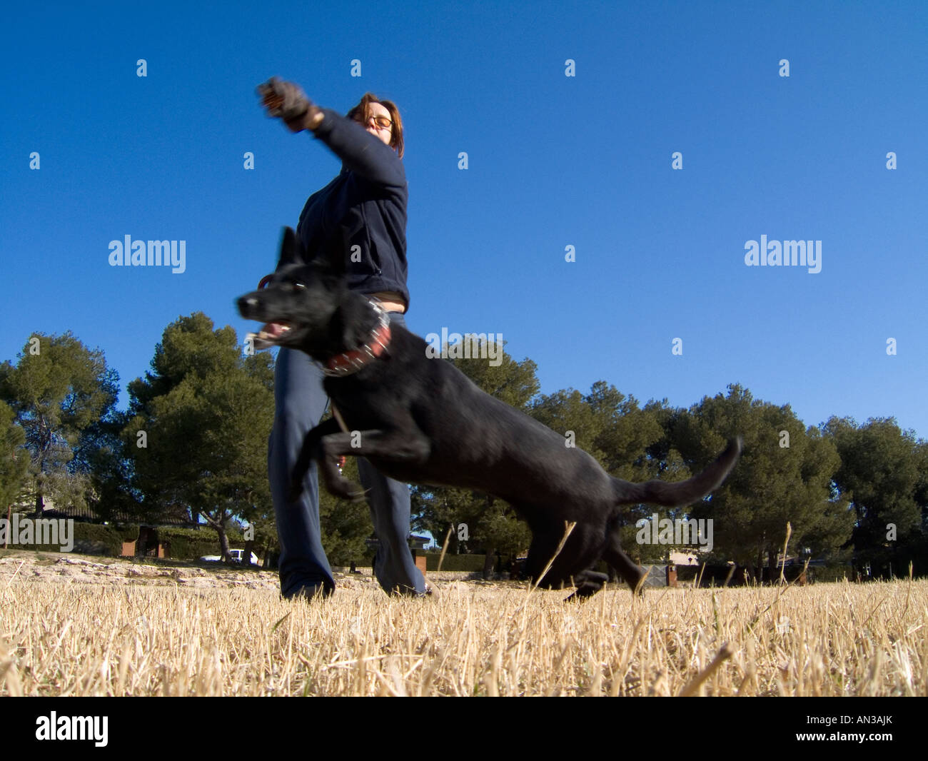 Cane nero gioca con il suo proprietario in un ambiente naturale Foto Stock