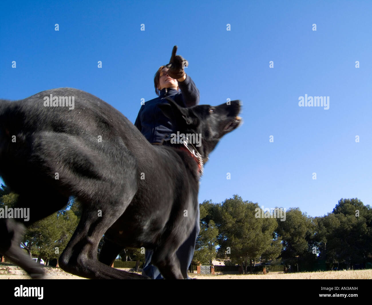 Cane nero gioca con il suo proprietario in un ambiente naturale Foto Stock