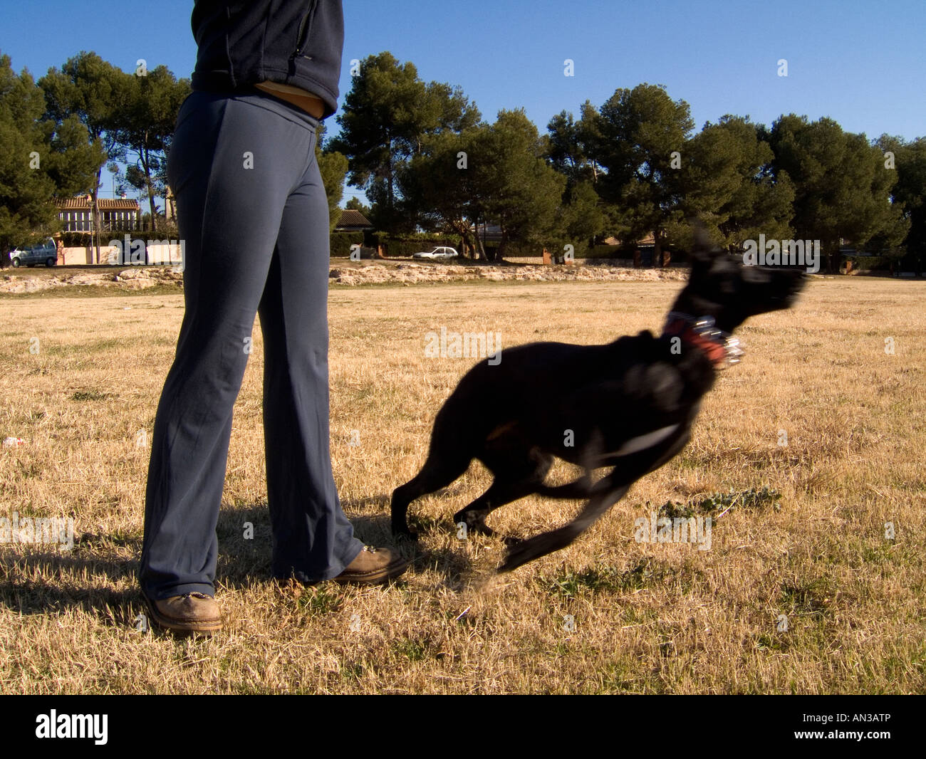 Cane nero gioca con il suo proprietario Foto Stock